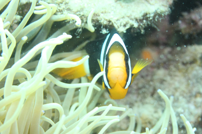 Sebae anemonefish (10cm)