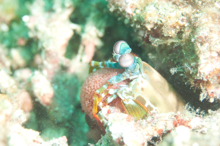 Mantis Shrimp (임신중이네요)