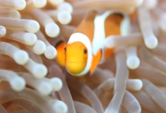 False Clown anemonefish (8cm)