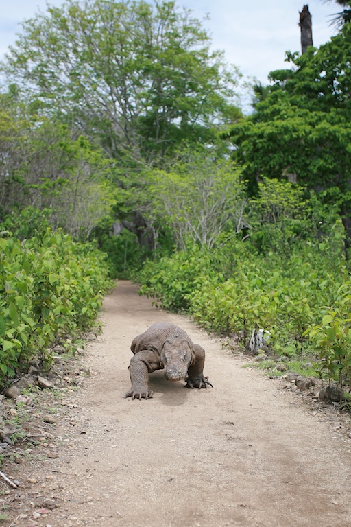 Komodo Dragon