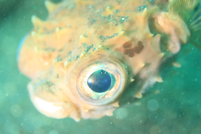 Porcupine Fish