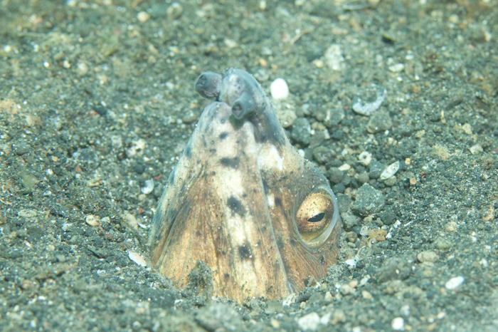 Snake Eel