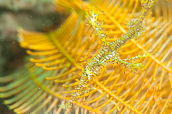 Ghost Pipe Fish