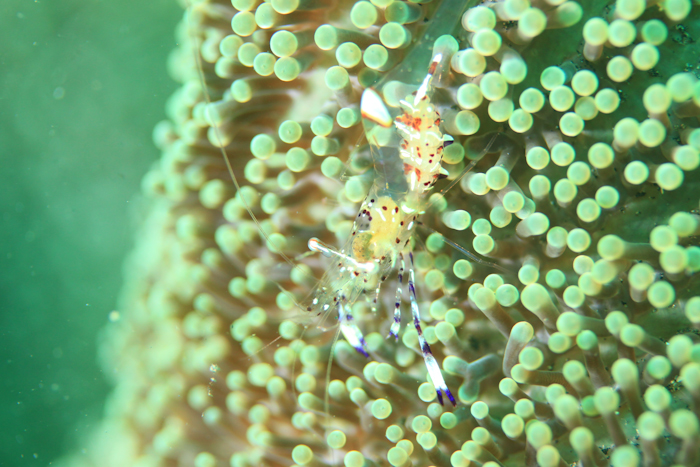 Anemone Shrimp