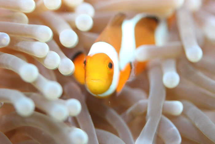 False Clown anemonefish (8cm)