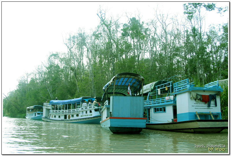 칼리만탄의 tanjung puting national park로 가는 글로톡들입니다.