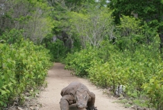 Komodo Dragon