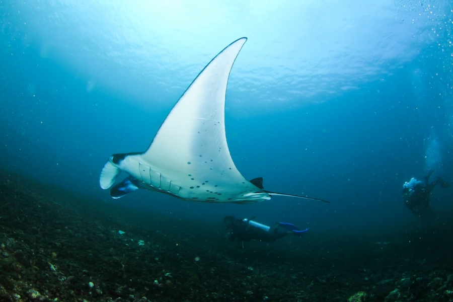 Manta