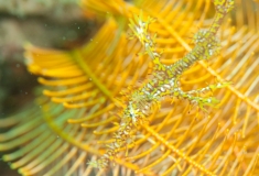 Ghost Pipe Fish