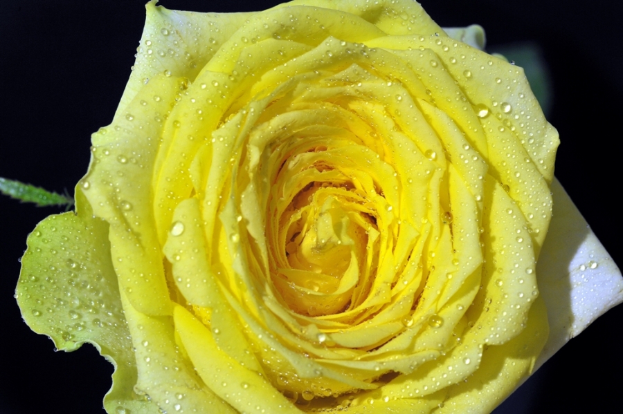 yellow rose