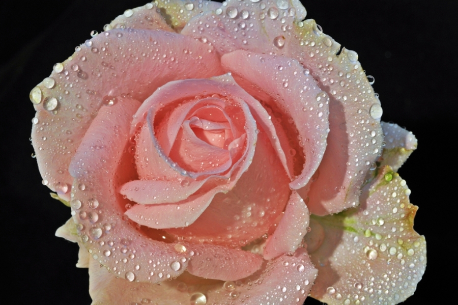 pink rose