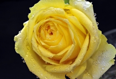 yellow rose