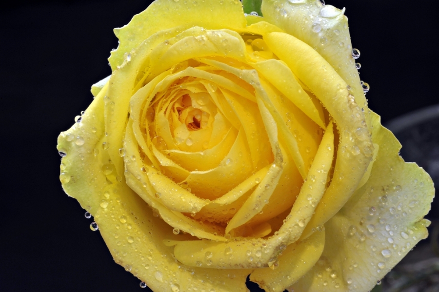 yellow rose