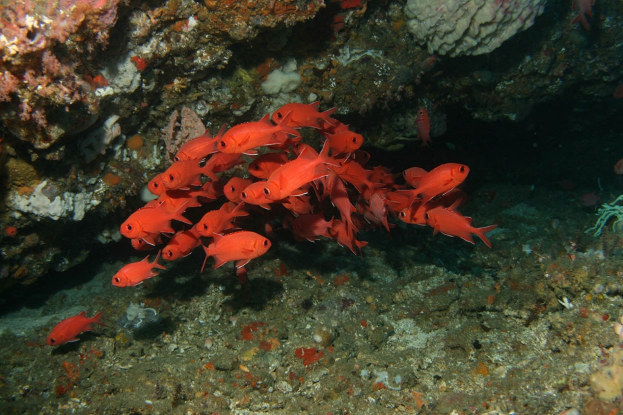 학명 : Myripristis sp  영명 : Soldier fish  한글명 : 솔져피쉬