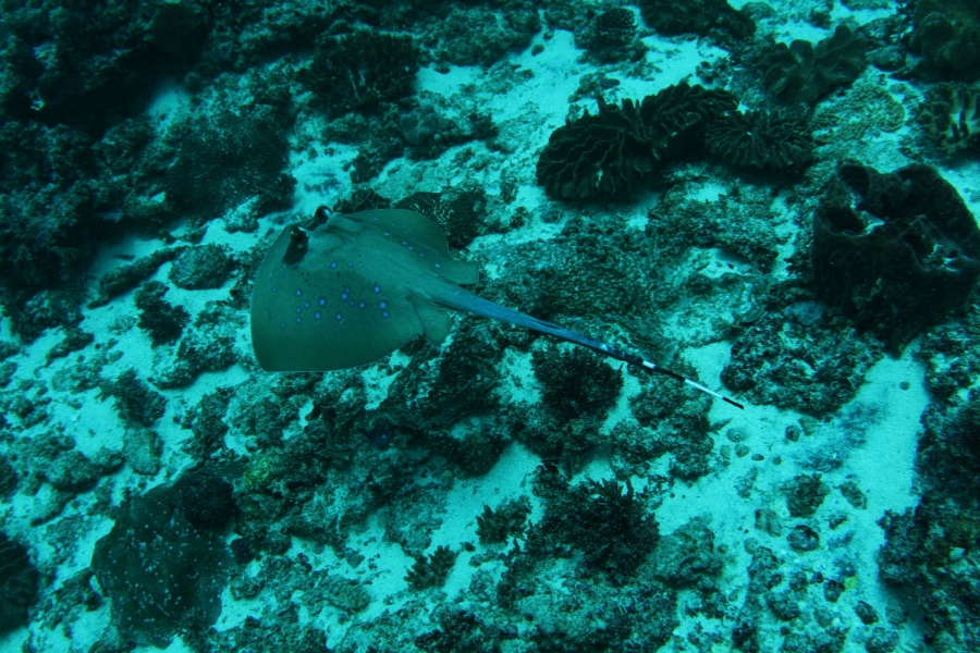 학명 : Taeniura Lymma 영명 : Bluespotted ribbontail stingray 한글명 : 리본꼬리 가오리