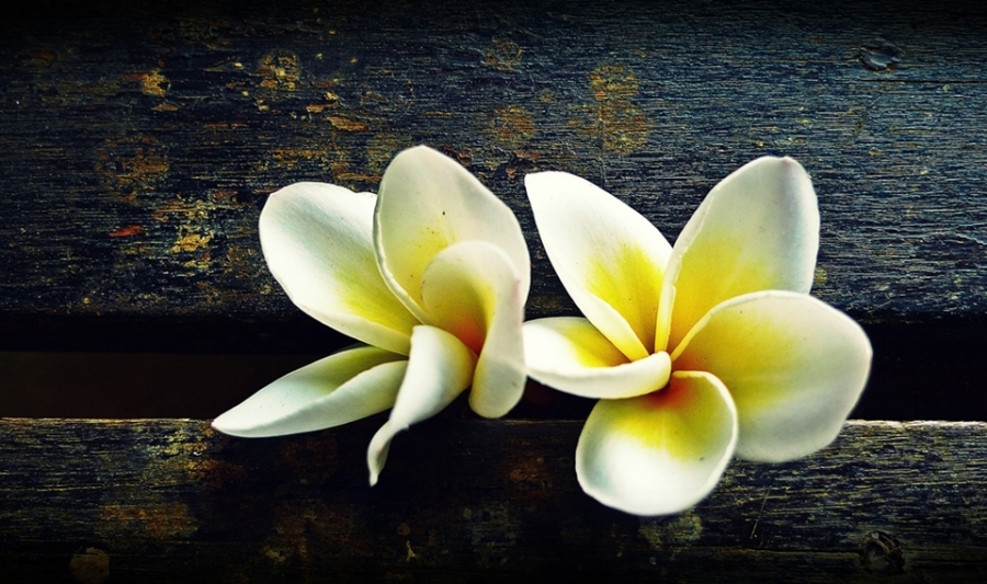 The thirst of frangipani.